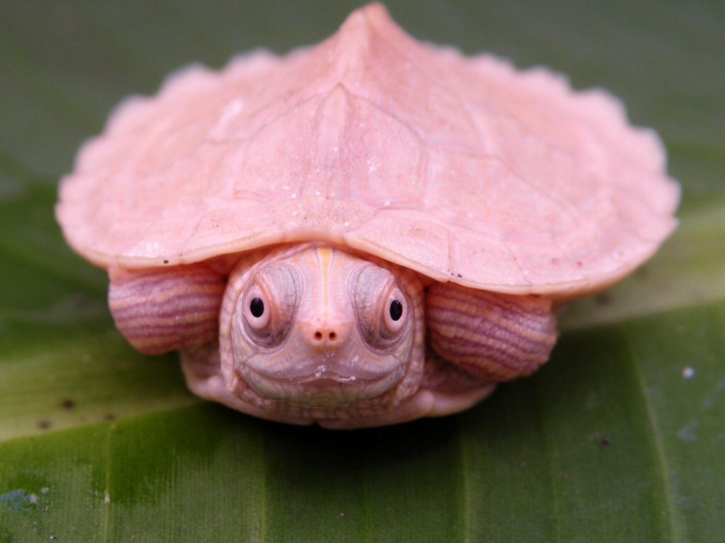 White Mississippi Map turtles