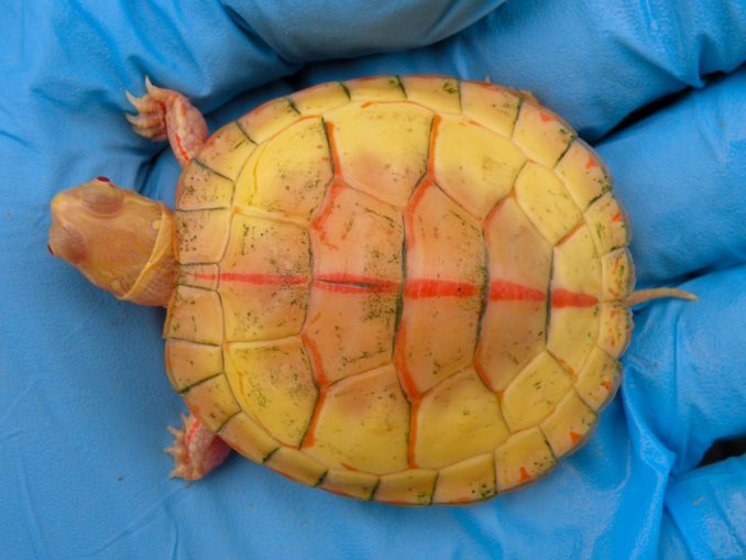 Albino Eastern Box Turtles for Sale - Albino Turtles | Turtle Morphs