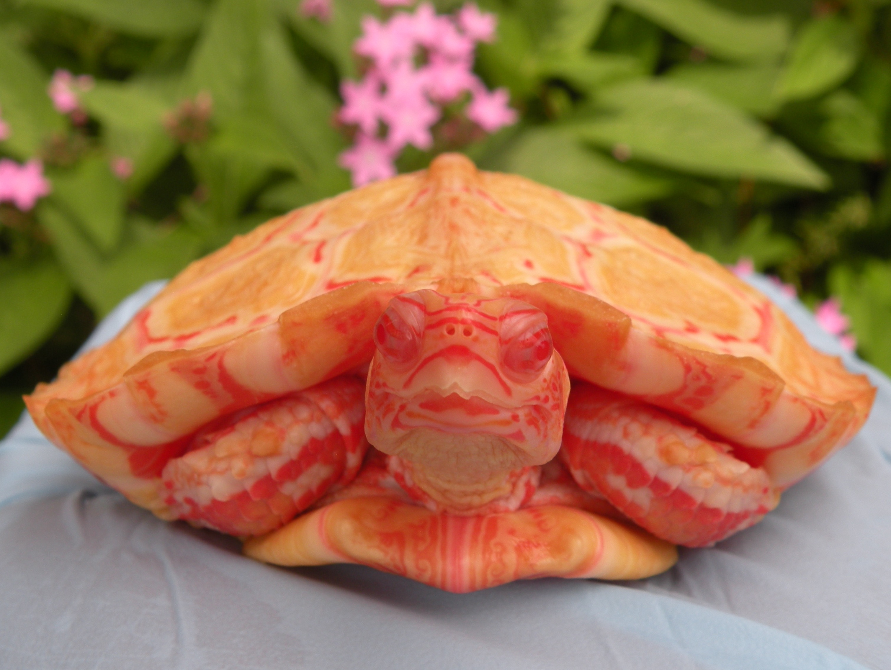 Available Turtle Morphs - Albino Turtles | Albino Turtles for Sale