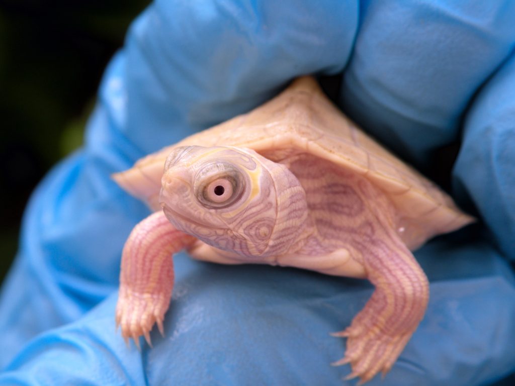 White Mississippi Map Turtles