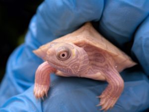 White Mississippi Map turtles