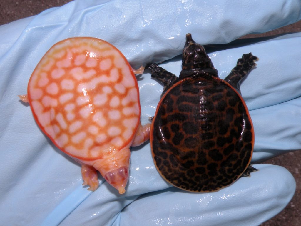 albino softshell turtle