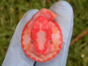 Albino Pink Belly Sideneck Turtle