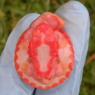 Albino Pink Belly Sideneck Turtle