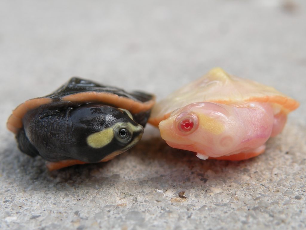 Albino Pink Belly Sidenecks