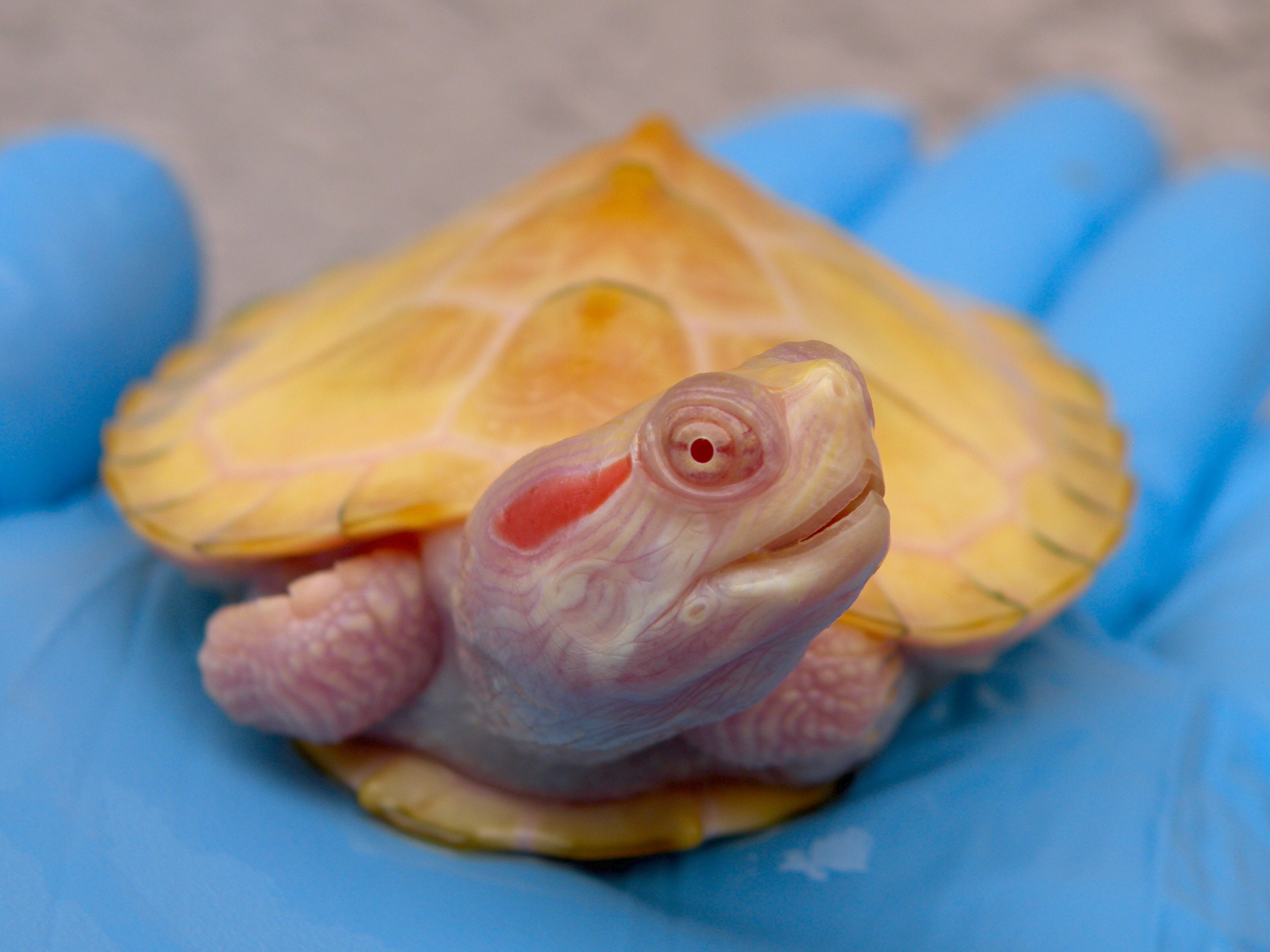 Albino turtles