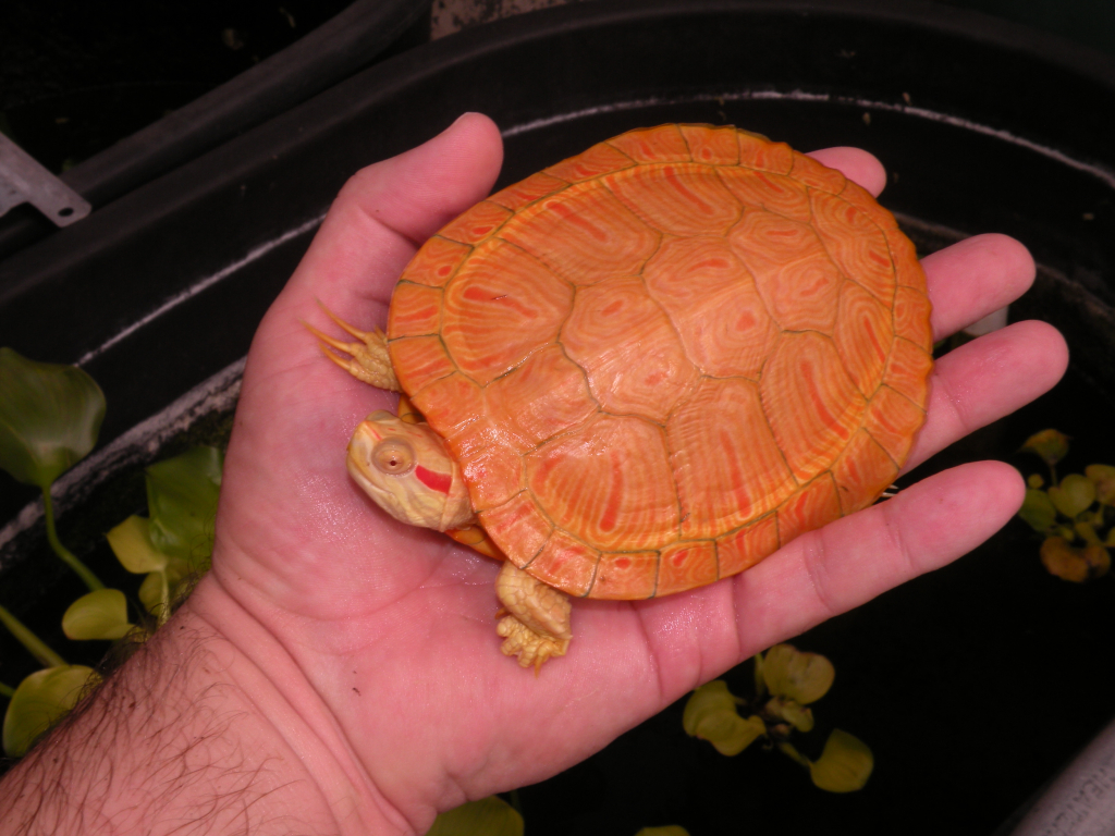 Albino Turtles - Albino Turtles