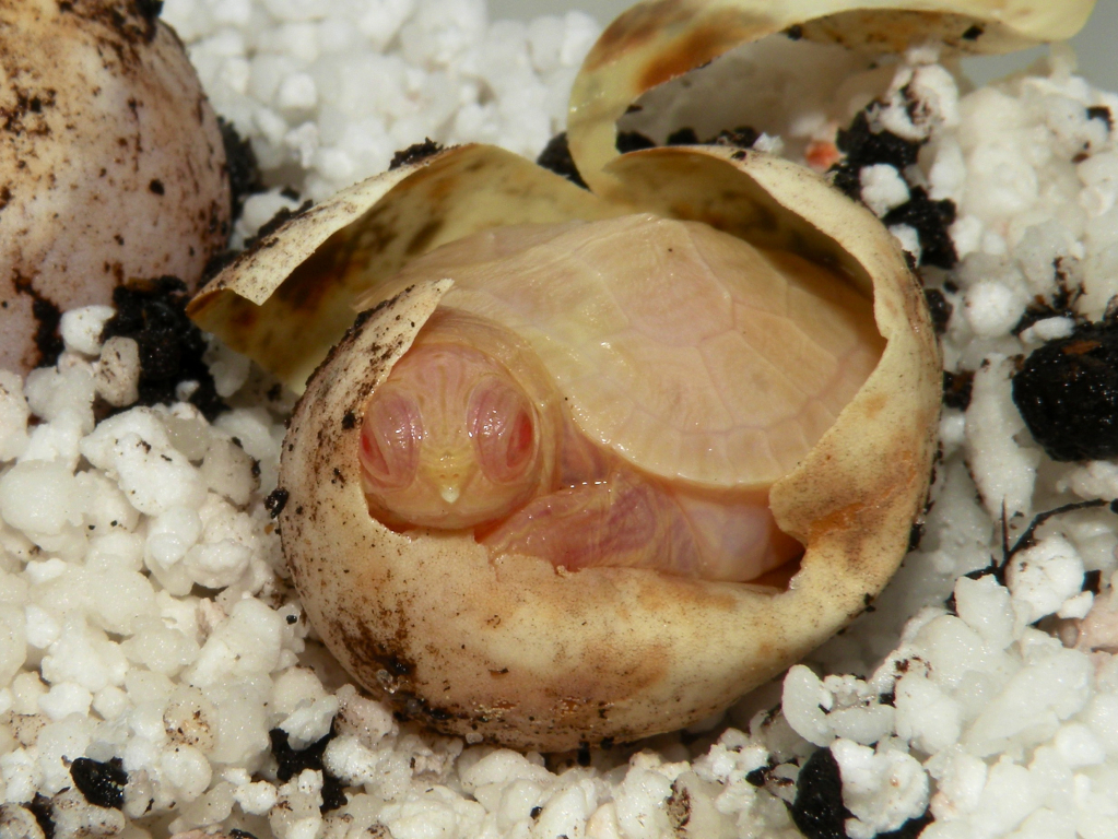 Buying Albino turtles