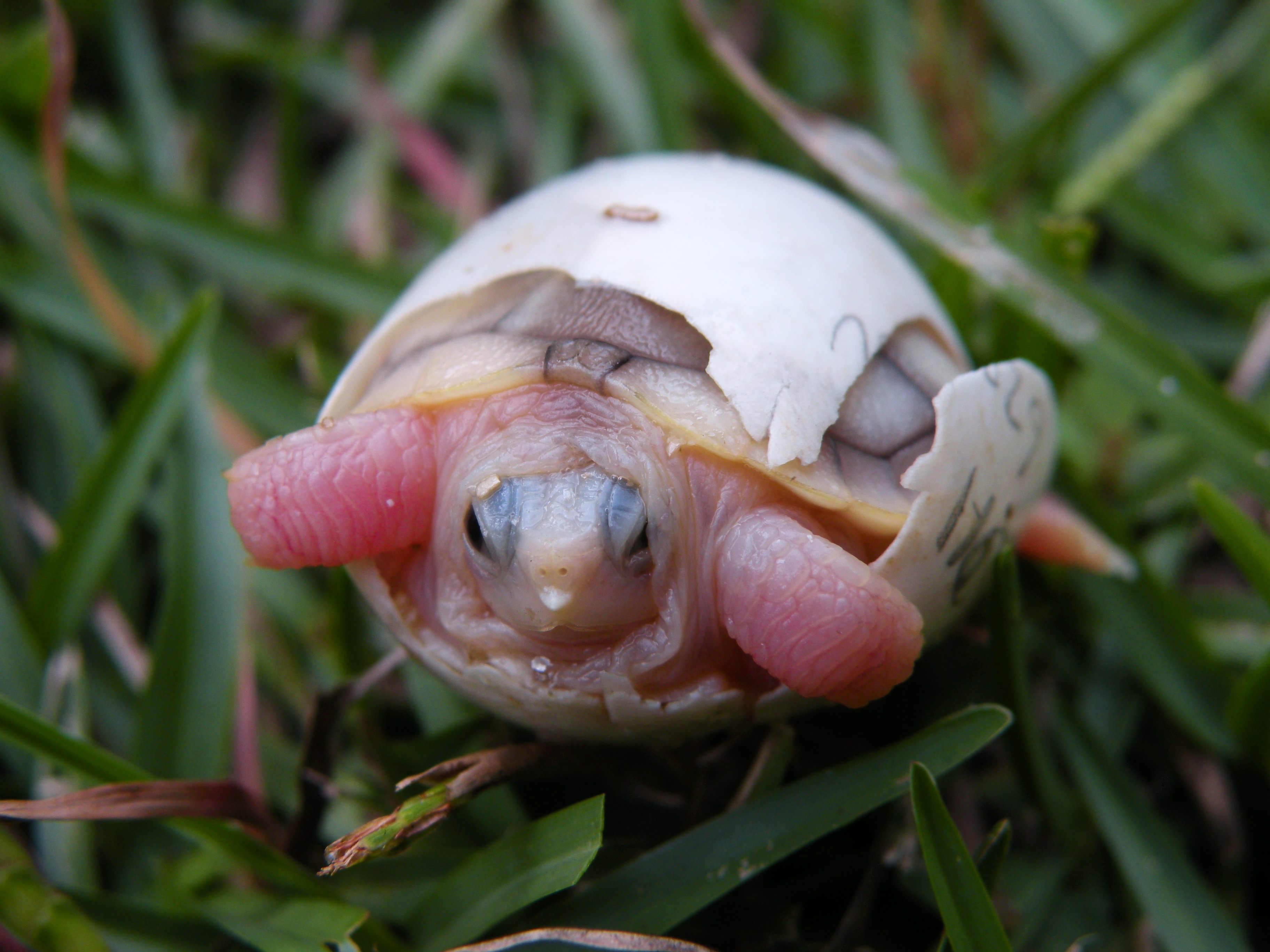 pink albino animals