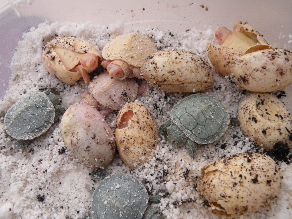 Albino Red Ear Sliders 