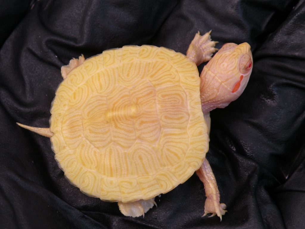 Albino Red Ear Sliders 