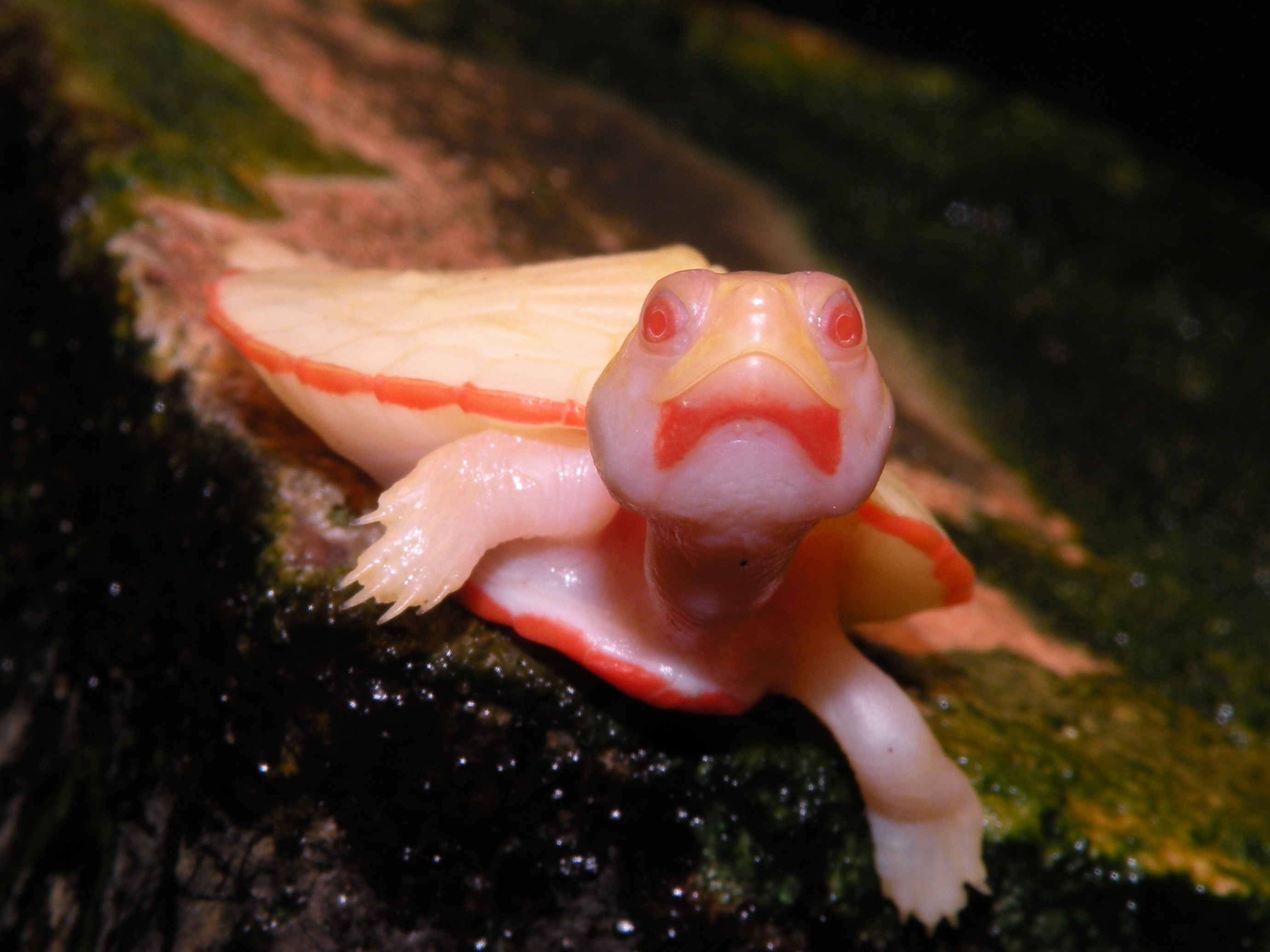 Albino turtles