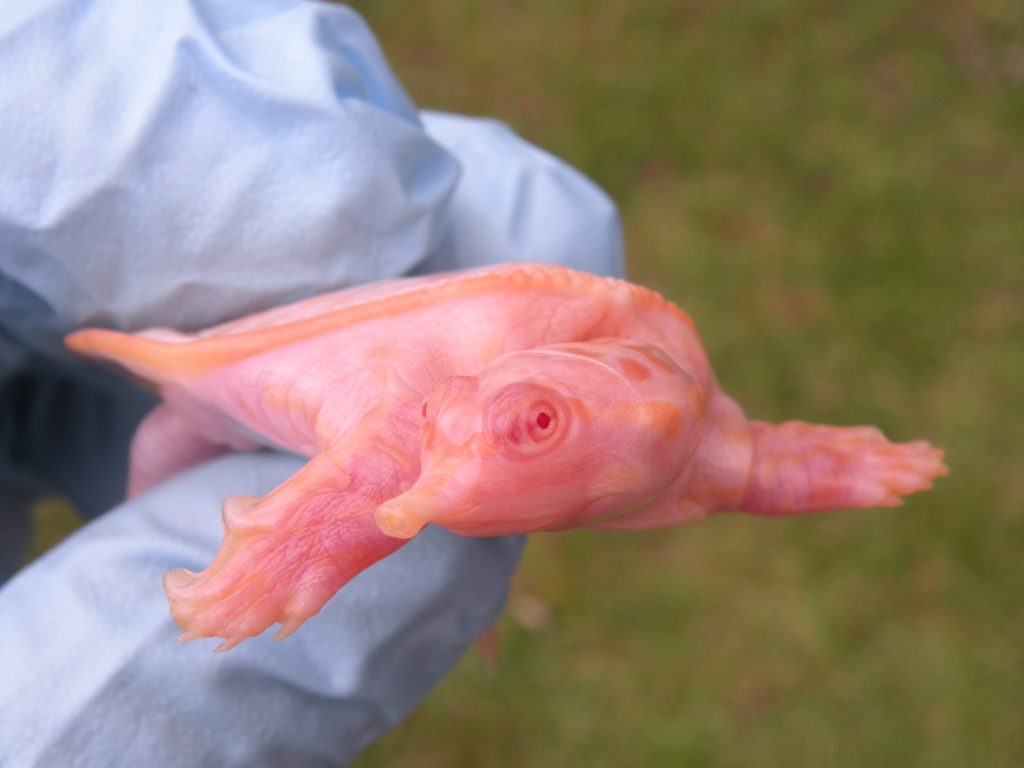 Albino Florida Softshell Turtles