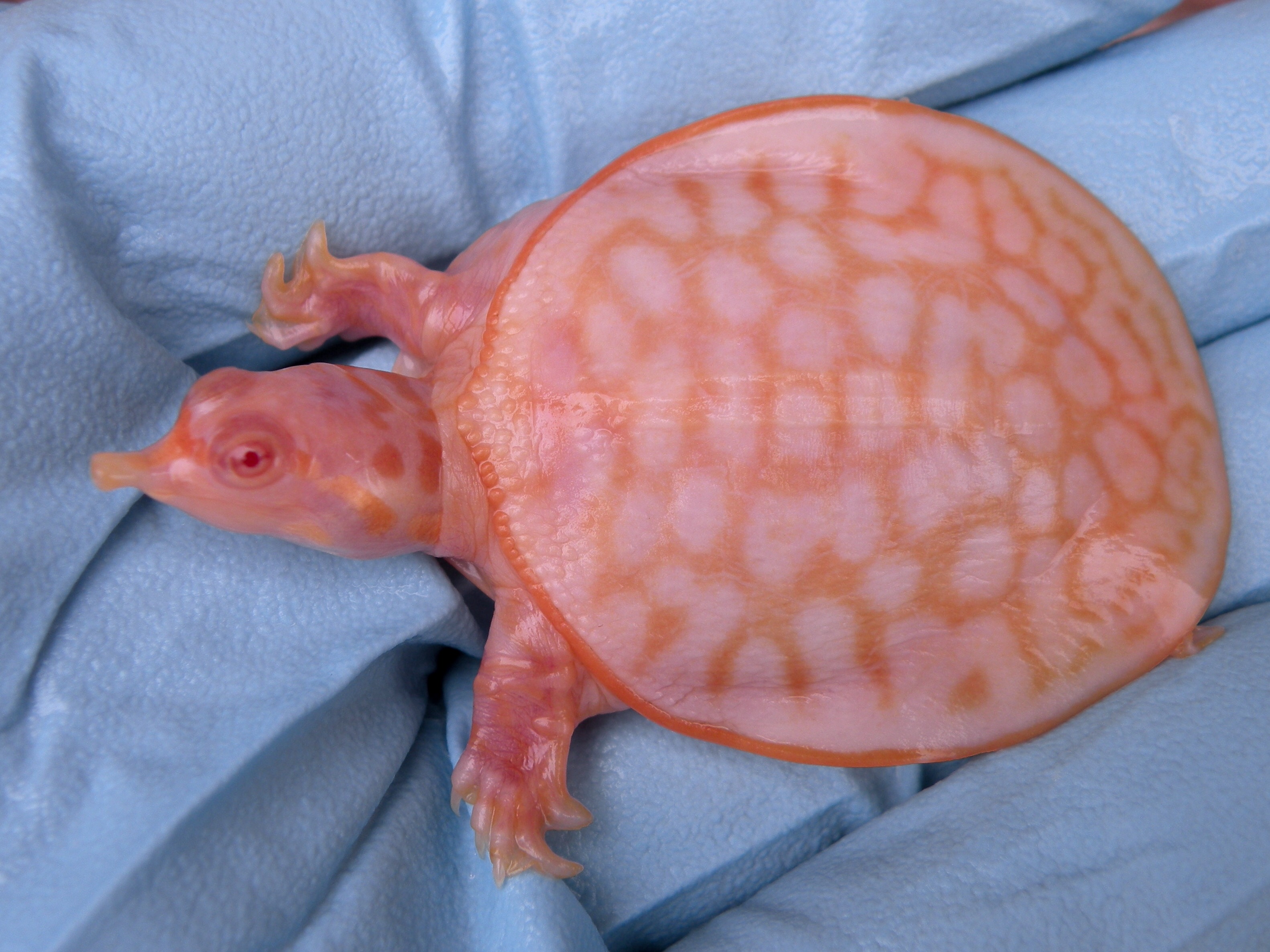 Albino turtles