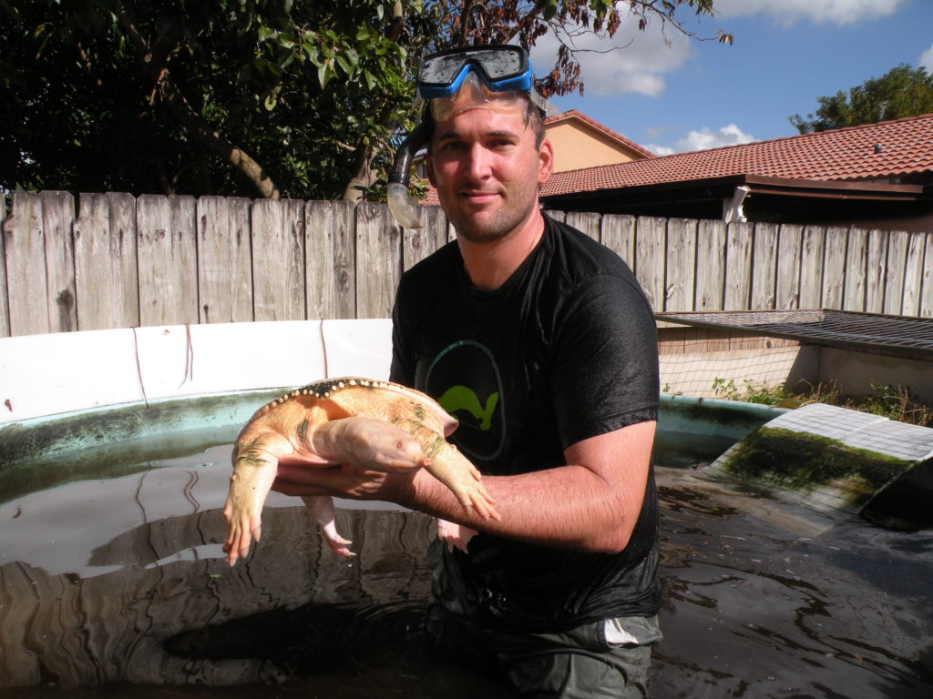 Albino Florida Softshell Turtles