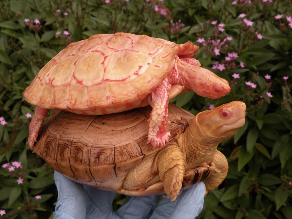 Albino Wood turtles