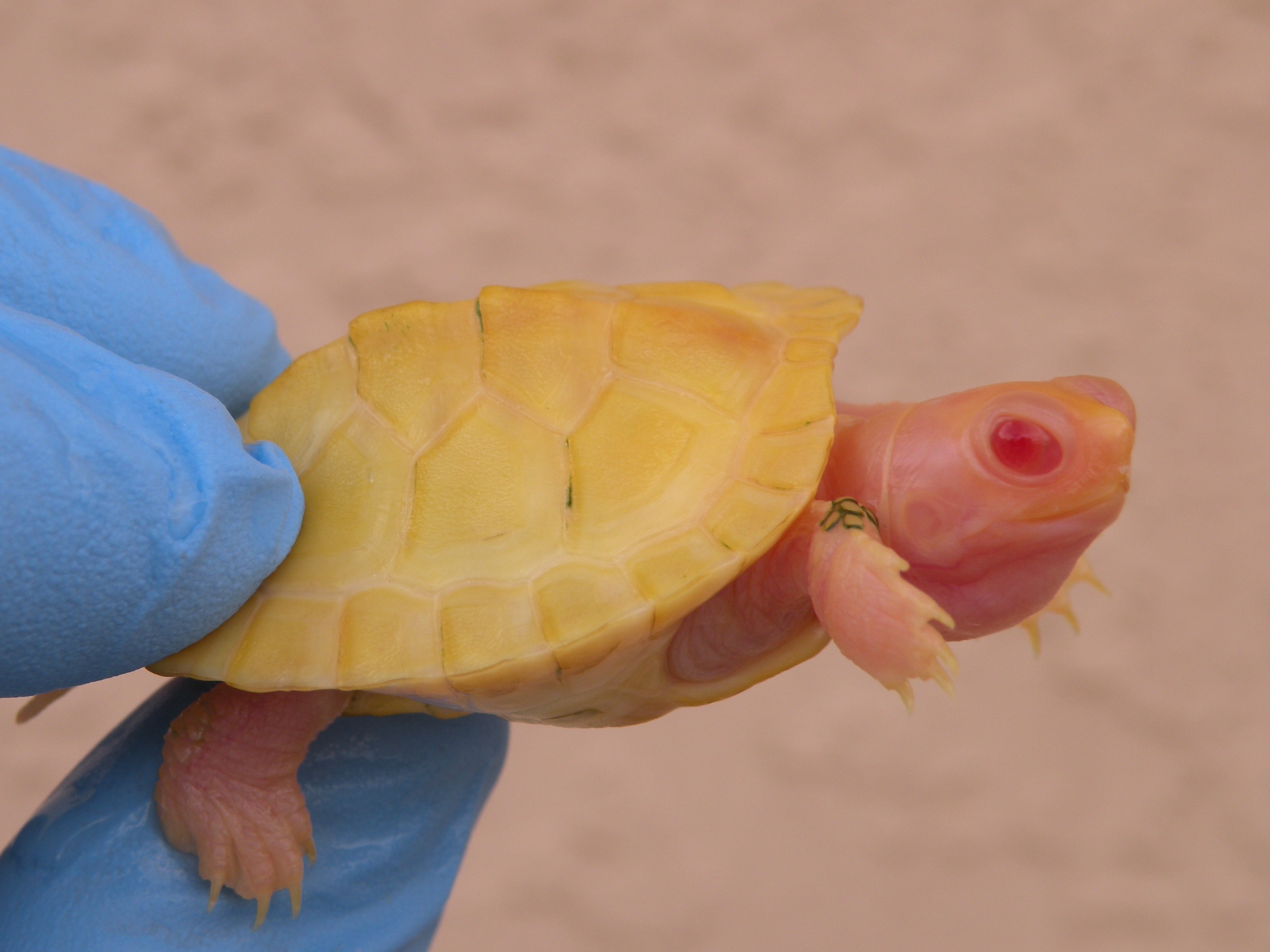 Albino turtles