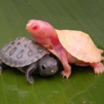 Turtle morphs