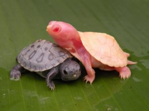 Turtle morphs