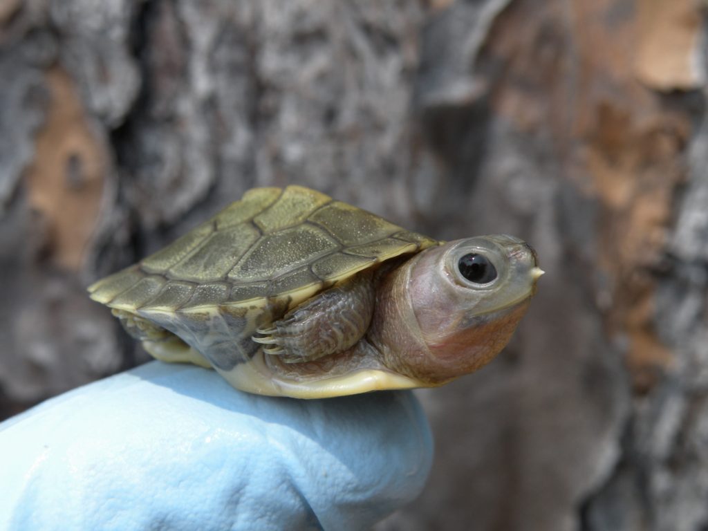 Charcoal Red Ear Sliders