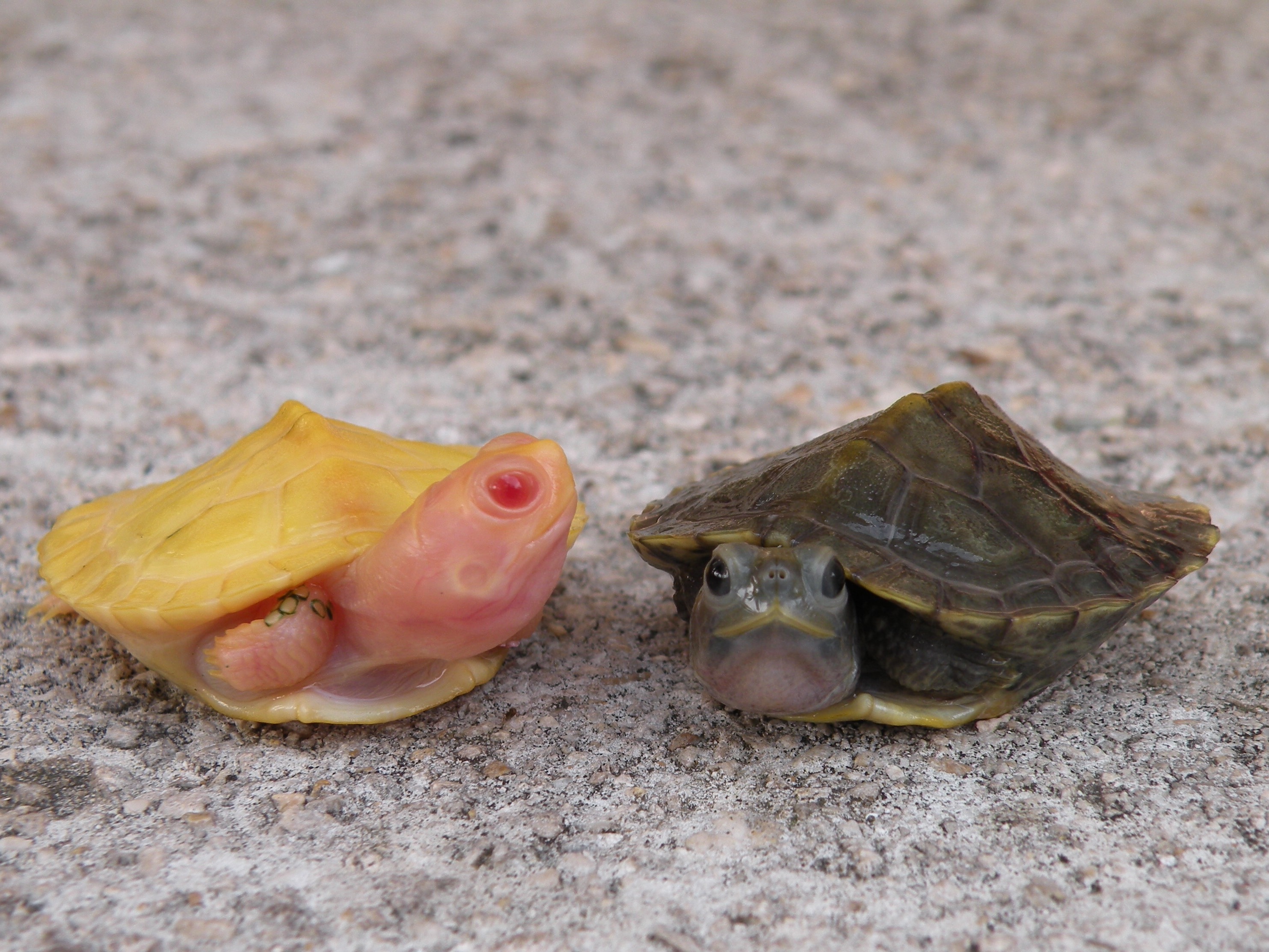 Albino turtles