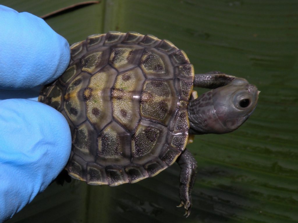 Charcoal Red Ear Sliders