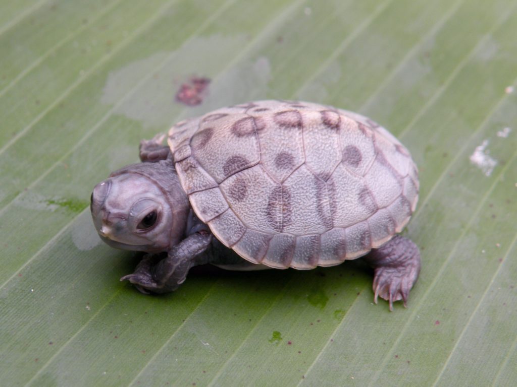 Charcoal Red Ear Sliders - Albino Turtles | Turtle Morphs