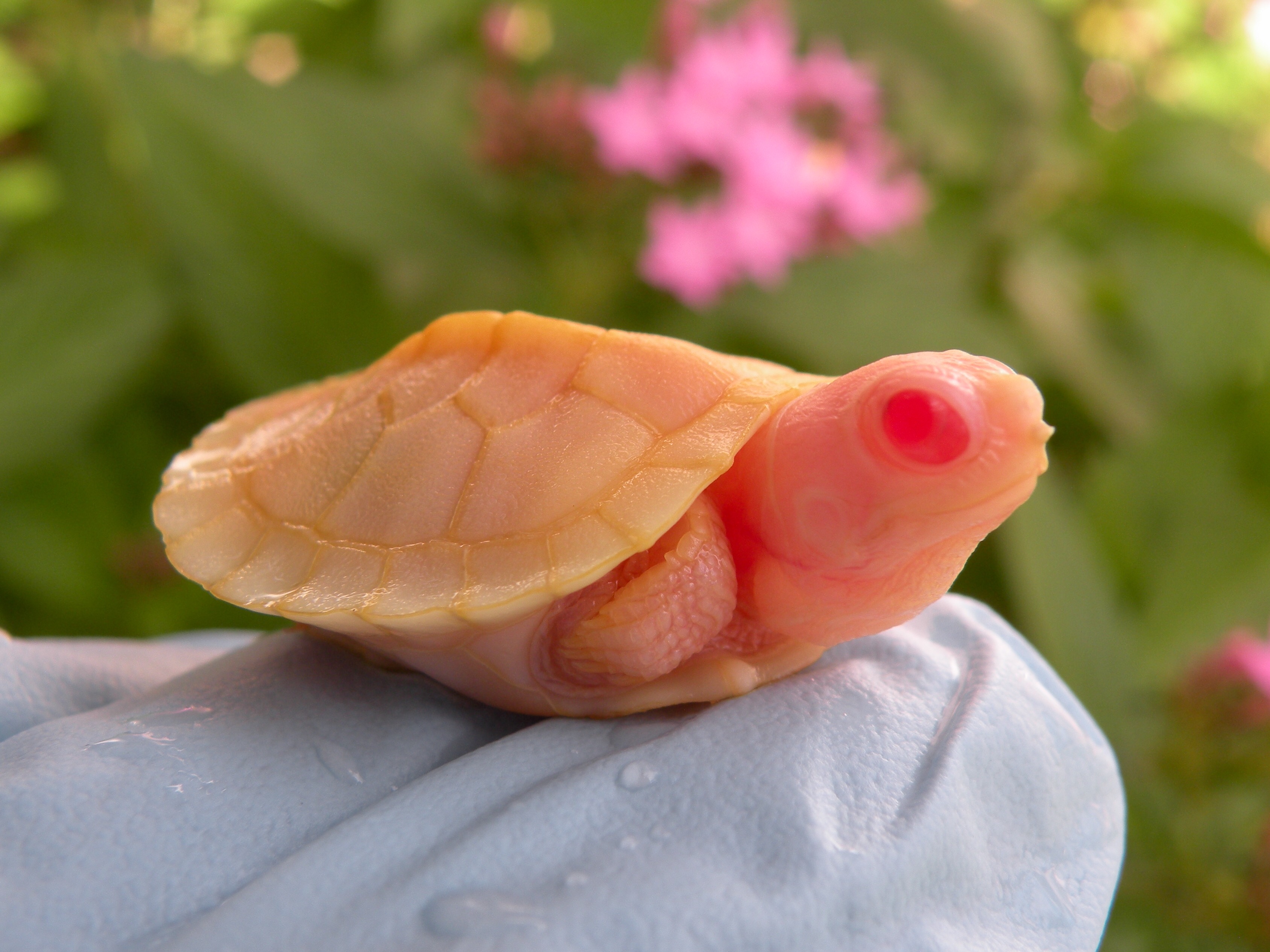 Albino turtles