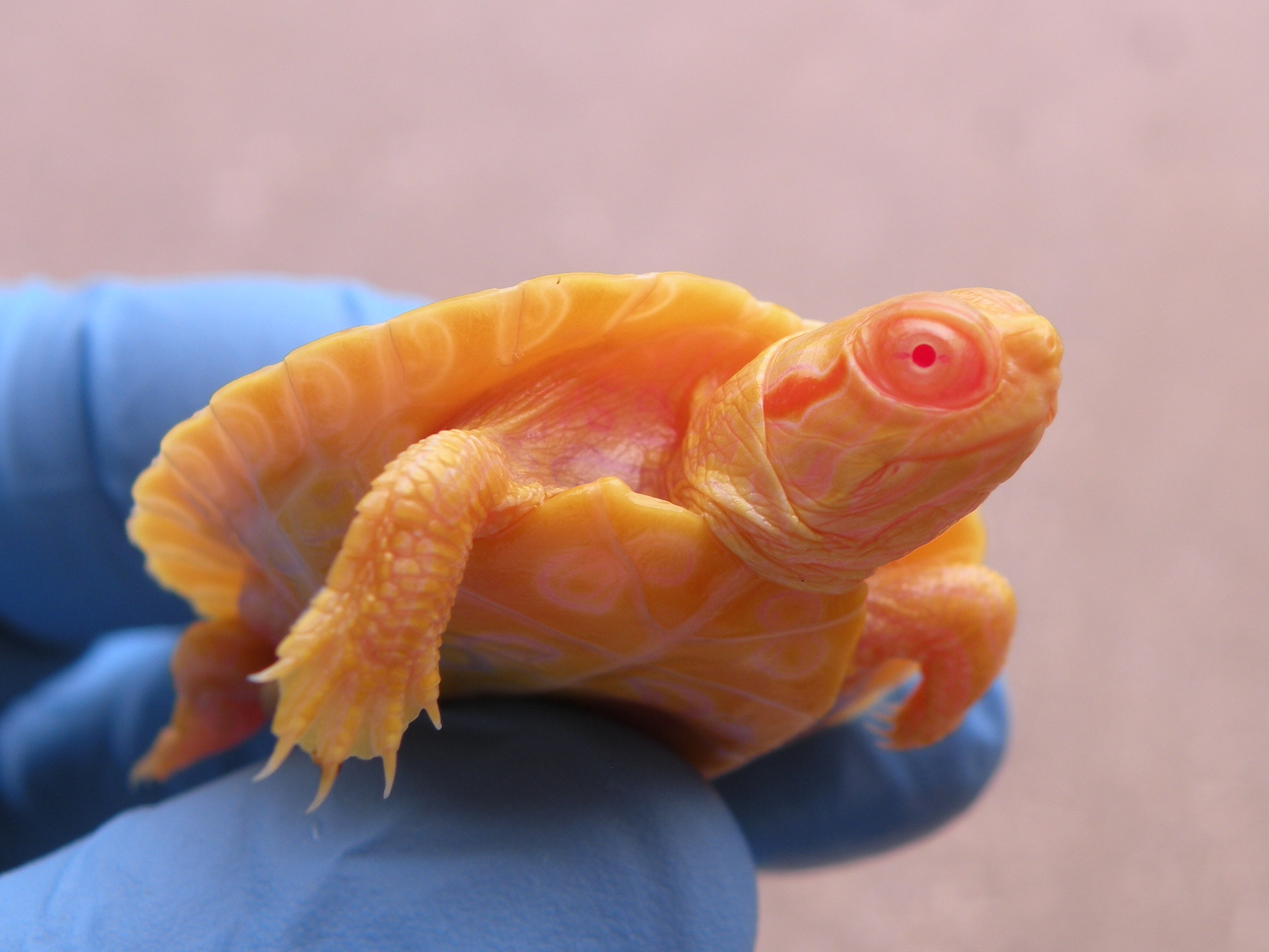 Albino Turtles