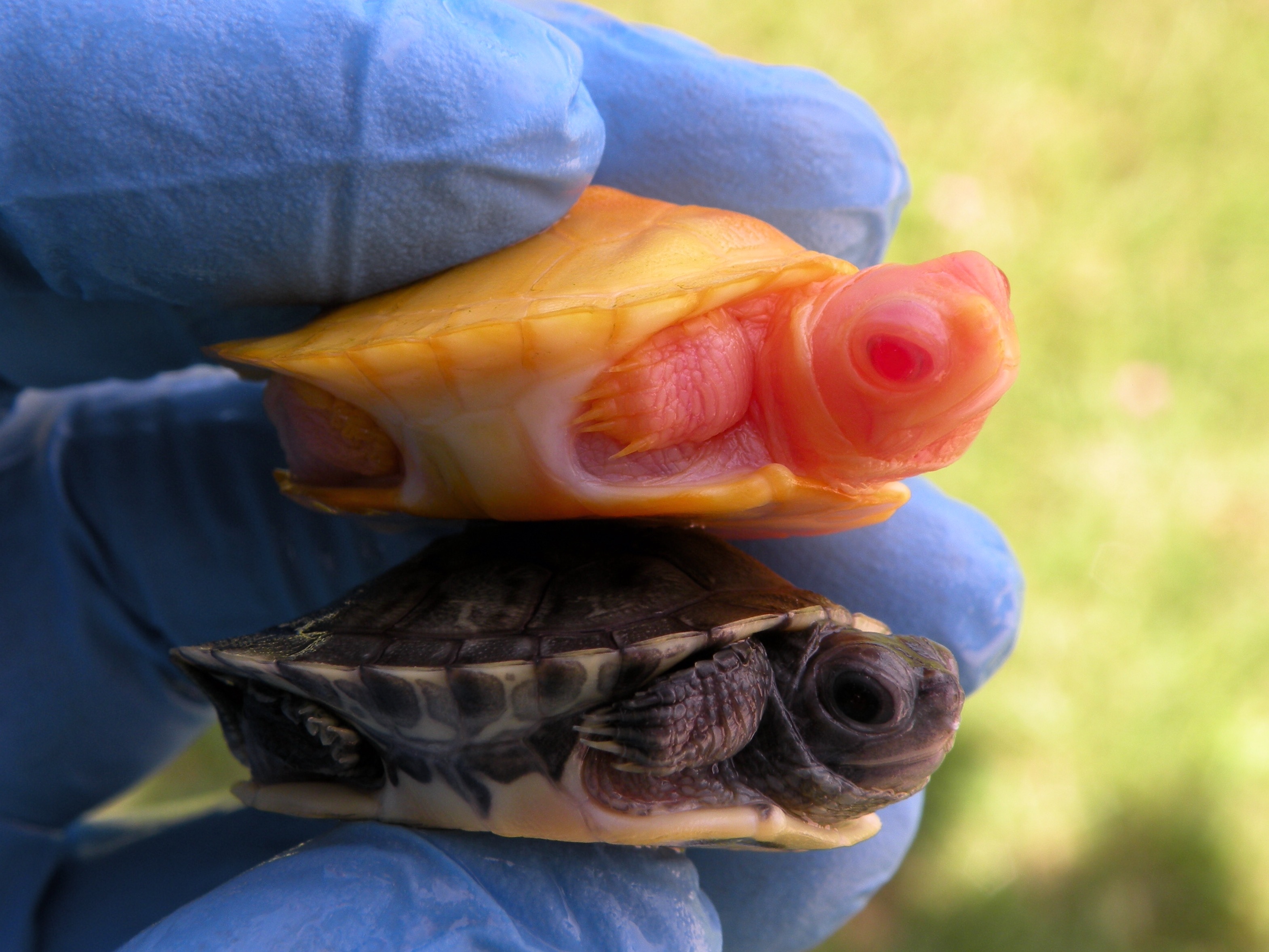 Albino Turtles