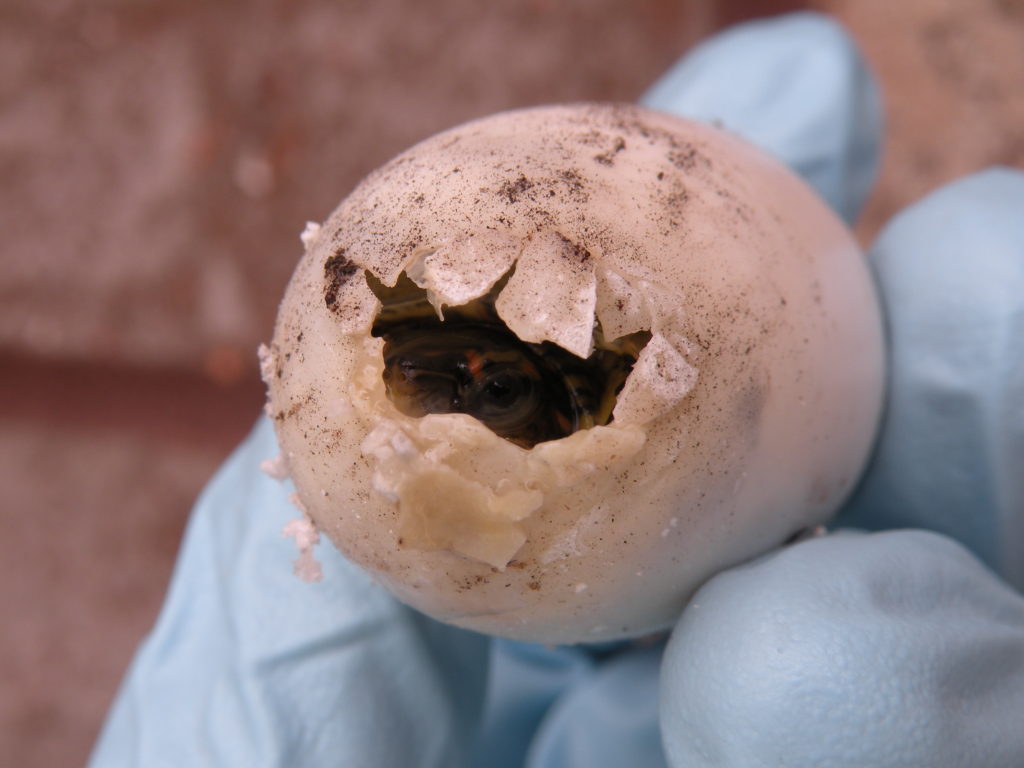 Albino Wood turtles