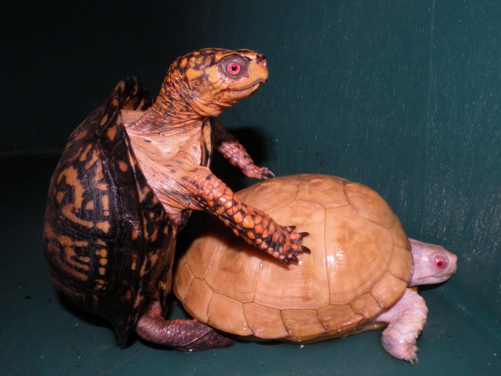 Breeding albino turtles 