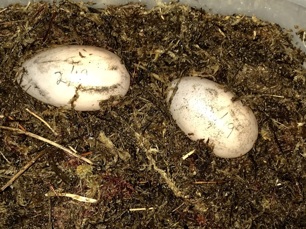 Albino Rhinoclemmys eggs