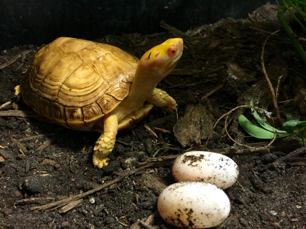 Albino Wood turtles