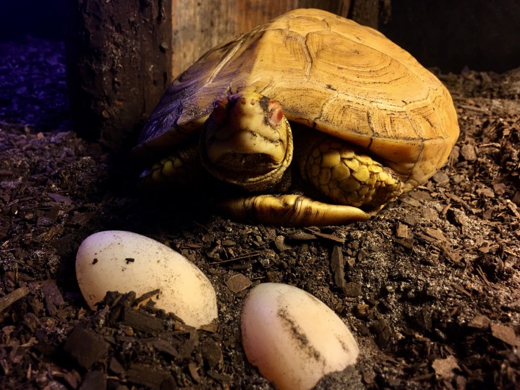 Albino Rhinoclemmys eggs