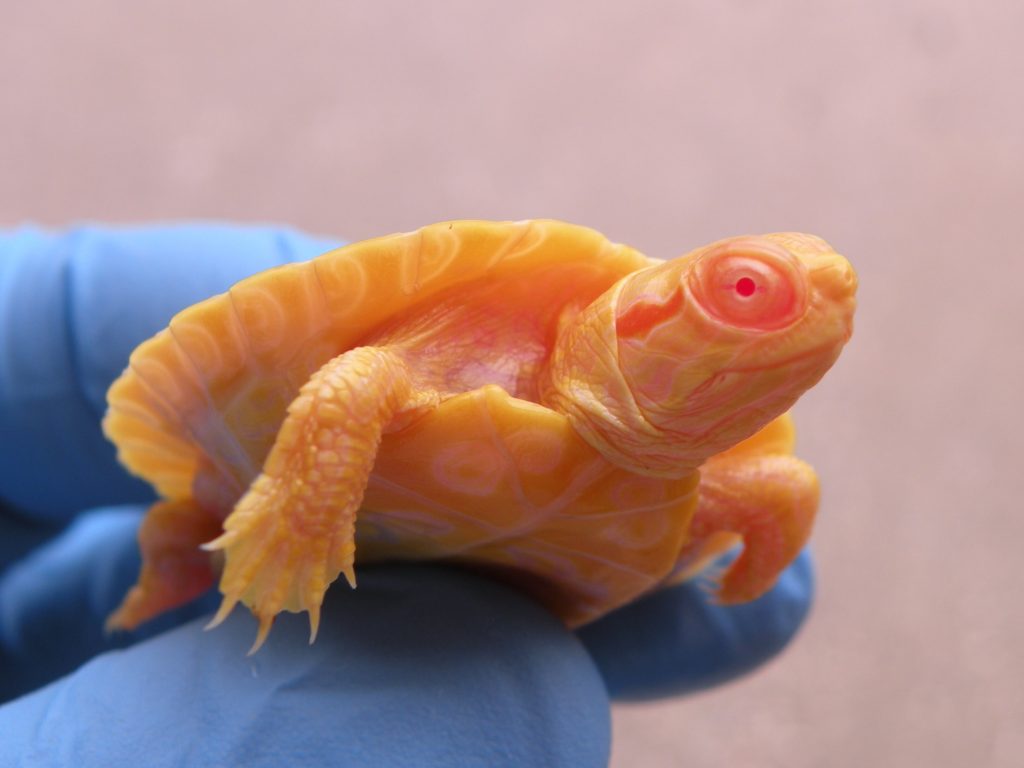 Buying Albino turtles