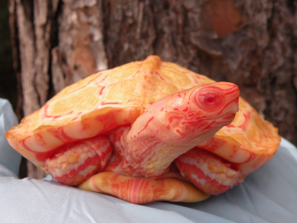 Albino Wood turtles