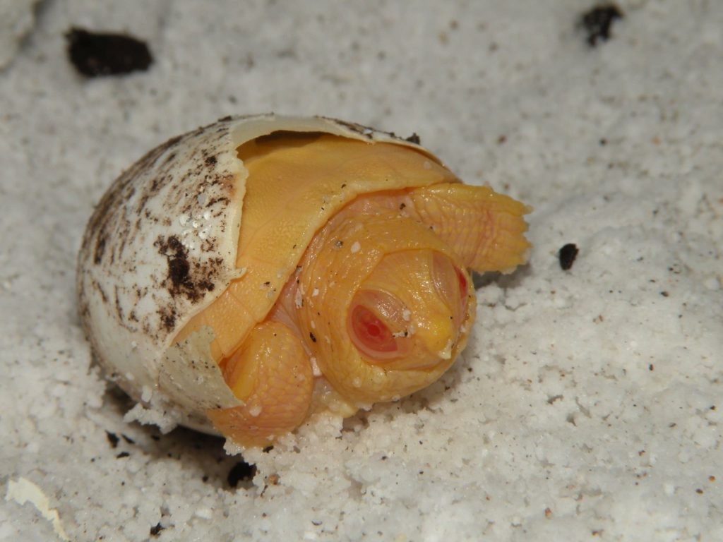 Albino Red Eared Sliders for Sale