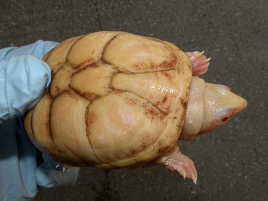Albino Mud Turtle 