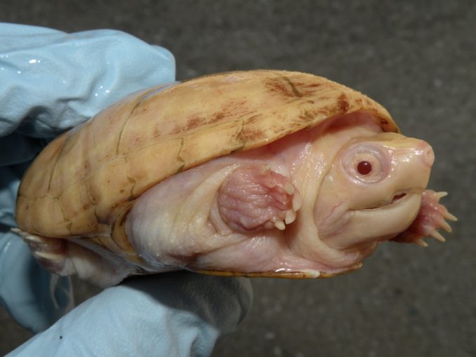 Albino Mud Turtle