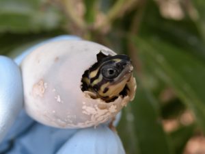 Rhinoclemmys melanosterna hatchling