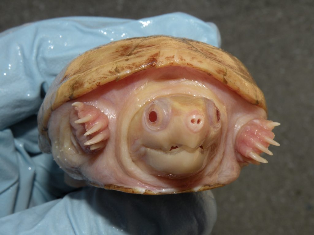 Albino Mud Turtle 