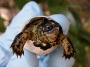 Rhinoclemmys melanosterna hatchling