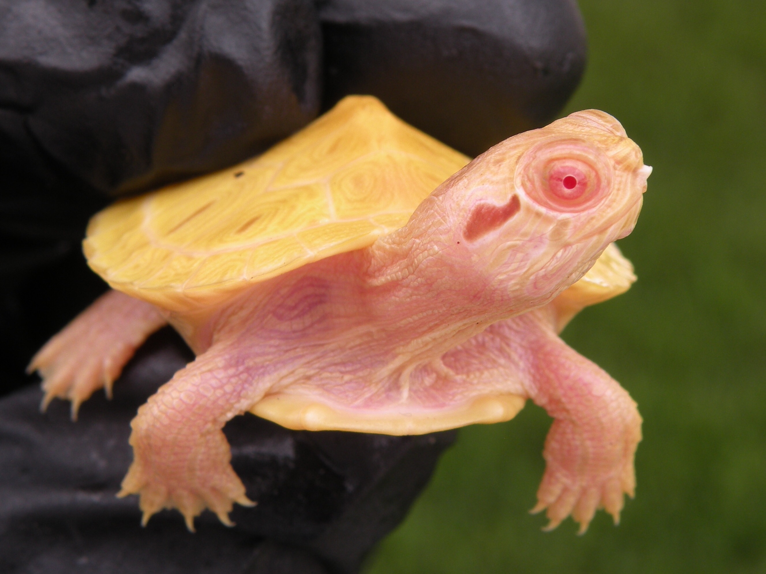 Albino turtles