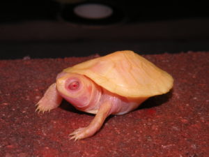 Lubino Red Eared Sliders for Sale