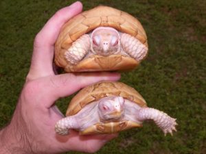 Albino box turtles