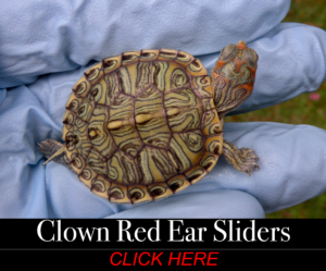 Available Turtle morphs