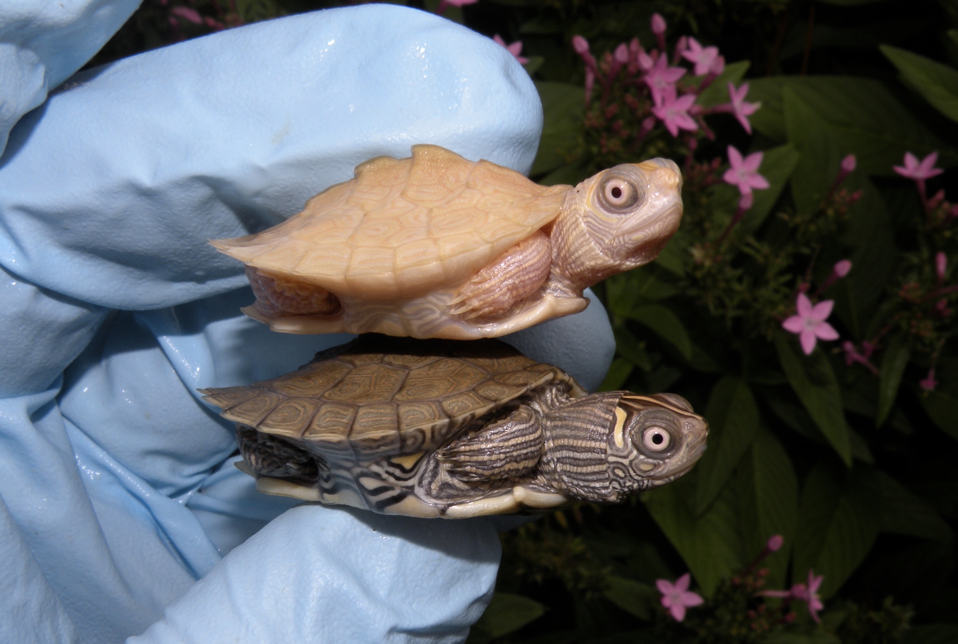 Albino turtles