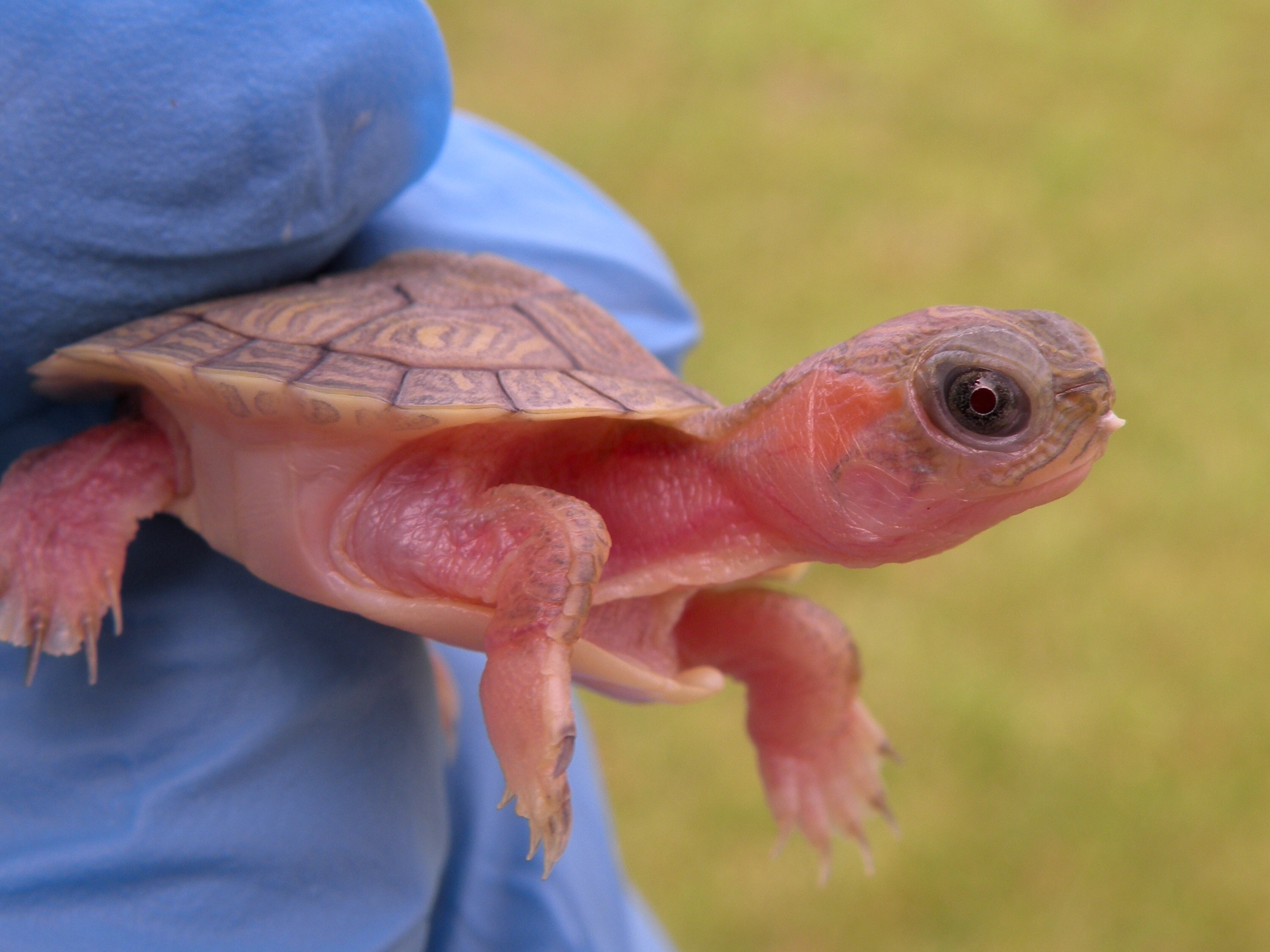 Albino turtles