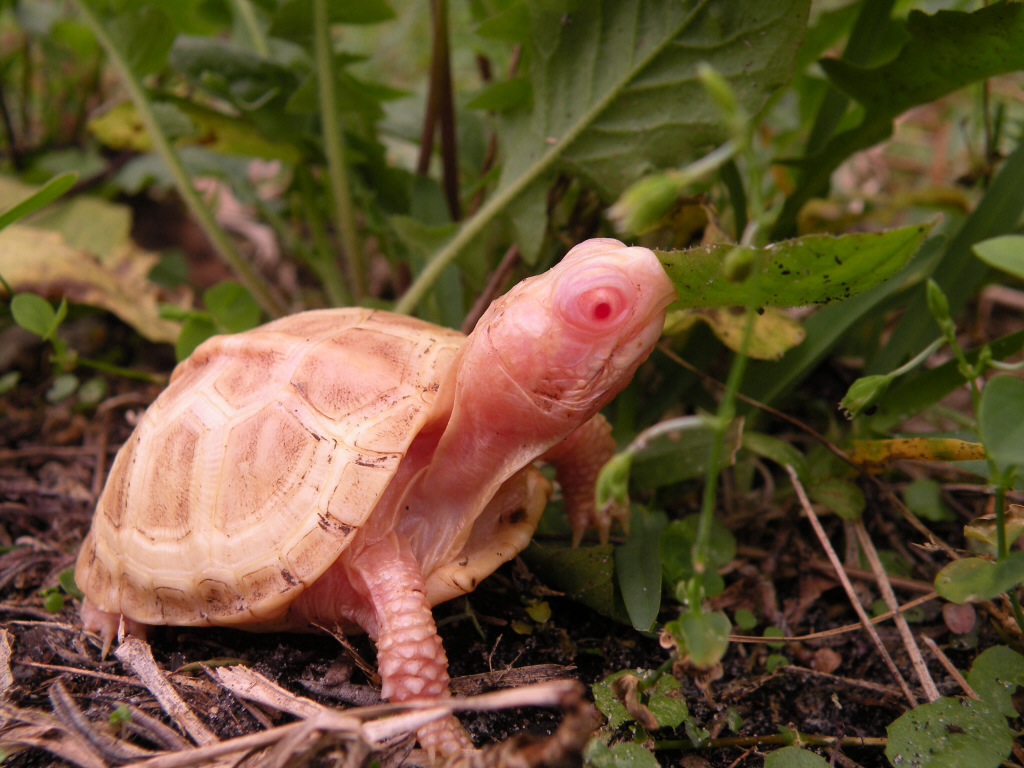 Albino box turtles